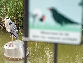 Heron Ash In Charles Trenet Park - Paris