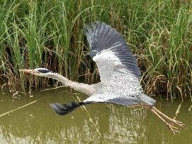 Heron Ash In Charles Trenet Park - Paris