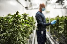 Cannabis-Farmgate - Canada