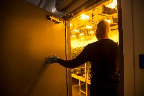 Cannabis-Farmgate - Canada