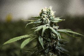 Cannabis-Farmgate - Canada