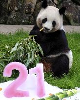Giant panda Rauhin's 21st birthday in Japan