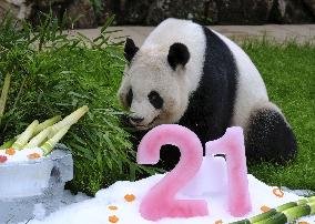 Giant panda Rauhin's 21st birthday in Japan