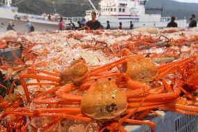 Red snow crab catch in western Japan