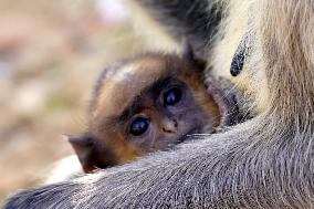 Baby Monkey - India