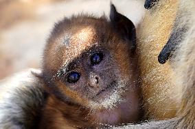 Baby Monkey - India