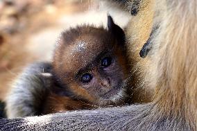 Baby Monkey - India