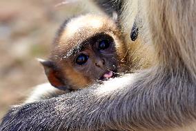 Baby Monkey - India