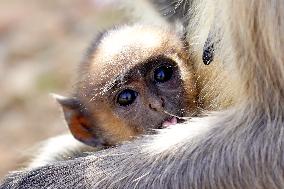 Baby Monkey - India