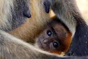 Baby Monkey - India