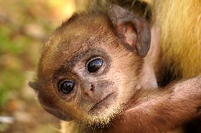 Baby Monkey - India