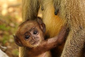 Baby Monkey - India