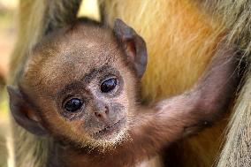 Baby Monkey - India