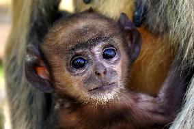 Baby Monkey - India