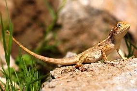 Chameleon Walks In The Garden In Ajmer - Rajasthan