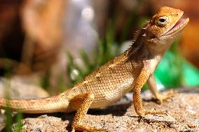 Chameleon Walks In The Garden In Ajmer - Rajasthan