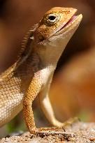 Chameleon Walks In The Garden In Ajmer - Rajasthan