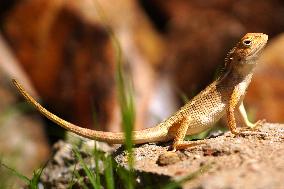 Chameleon Walks In The Garden In Ajmer - Rajasthan