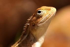 Chameleon Walks In The Garden In Ajmer - Rajasthan