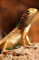 Chameleon Walks In The Garden In Ajmer - Rajasthan