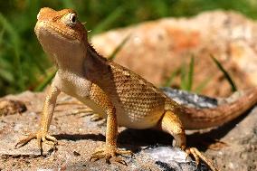 Chameleon Walks In The Garden In Ajmer - Rajasthan