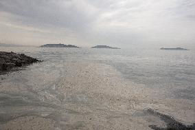 Massive Marine Mucilage Marmara Sea - Turkey