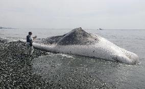 Whale washed ashore on eastern Japan beach