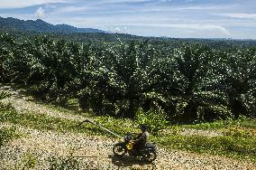 Palm Oil Indursty in Indonesia