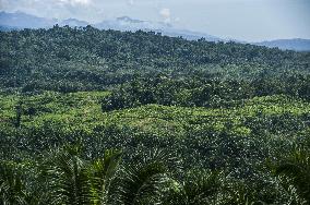 Palm Oil Indursty in Indonesia