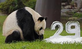 29th birthday of giant panda at western Japan zoo