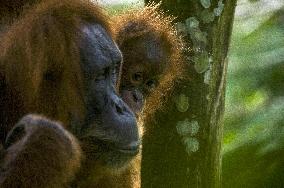Sumatran Orangutan And Baby In A Residents Plantation - Indonesia