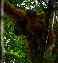 Sumatran Orangutan And Baby In A Residents Plantation - Indonesia