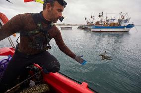 The garbage collectors of the sea - Algiers