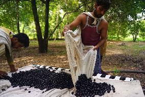 Indian Farmers Picks Jamun Fruit - Rajasthan