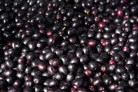 Indian Farmers Picks Jamun Fruit - Rajasthan