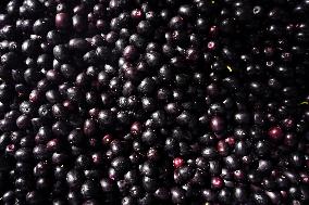 Indian Farmers Picks Jamun Fruit - Rajasthan