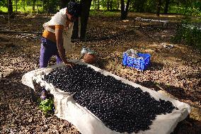 Indian Farmers Picks Jamun Fruit - Rajasthan