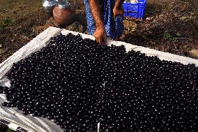 Indian Farmers Picks Jamun Fruit - Rajasthan