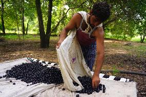 Indian Farmers Picks Jamun Fruit - Rajasthan