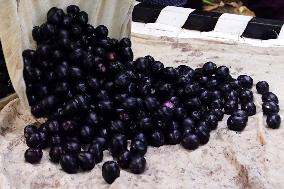 Indian Farmers Picks Jamun Fruit - Rajasthan