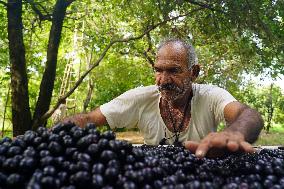 Indian Farmers Picks Jamun Fruit - Rajasthan