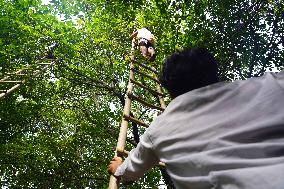 Indian Farmers Picks Jamun Fruit - Rajasthan