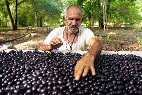 Indian Farmers Picks Jamun Fruit - Rajasthan