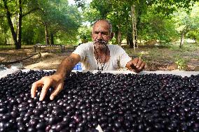 Indian Farmers Picks Jamun Fruit - Rajasthan