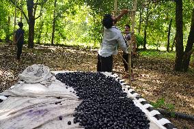 Indian Farmers Picks Jamun Fruit - Rajasthan
