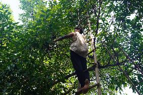 Indian Farmers Picks Jamun Fruit - Rajasthan