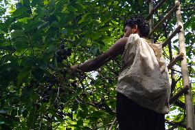 Indian Farmers Picks Jamun Fruit - Rajasthan