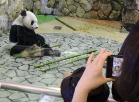 29th birthday of giant panda at western Japan zoo