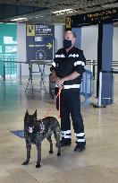 Sniffer dogs detect people infected with Covid 19 in Airport - Marseille