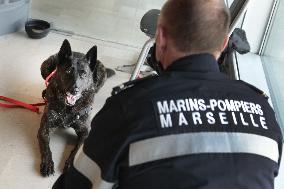 Sniffer dogs detect people infected with Covid 19 in Airport - Marseille